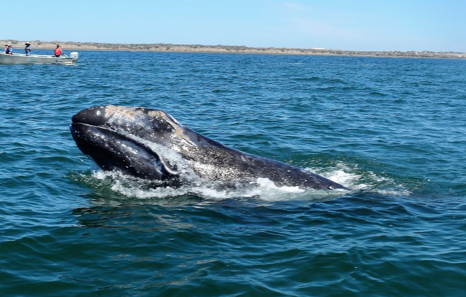 Ballenato recien nacido en nuestras aguas.