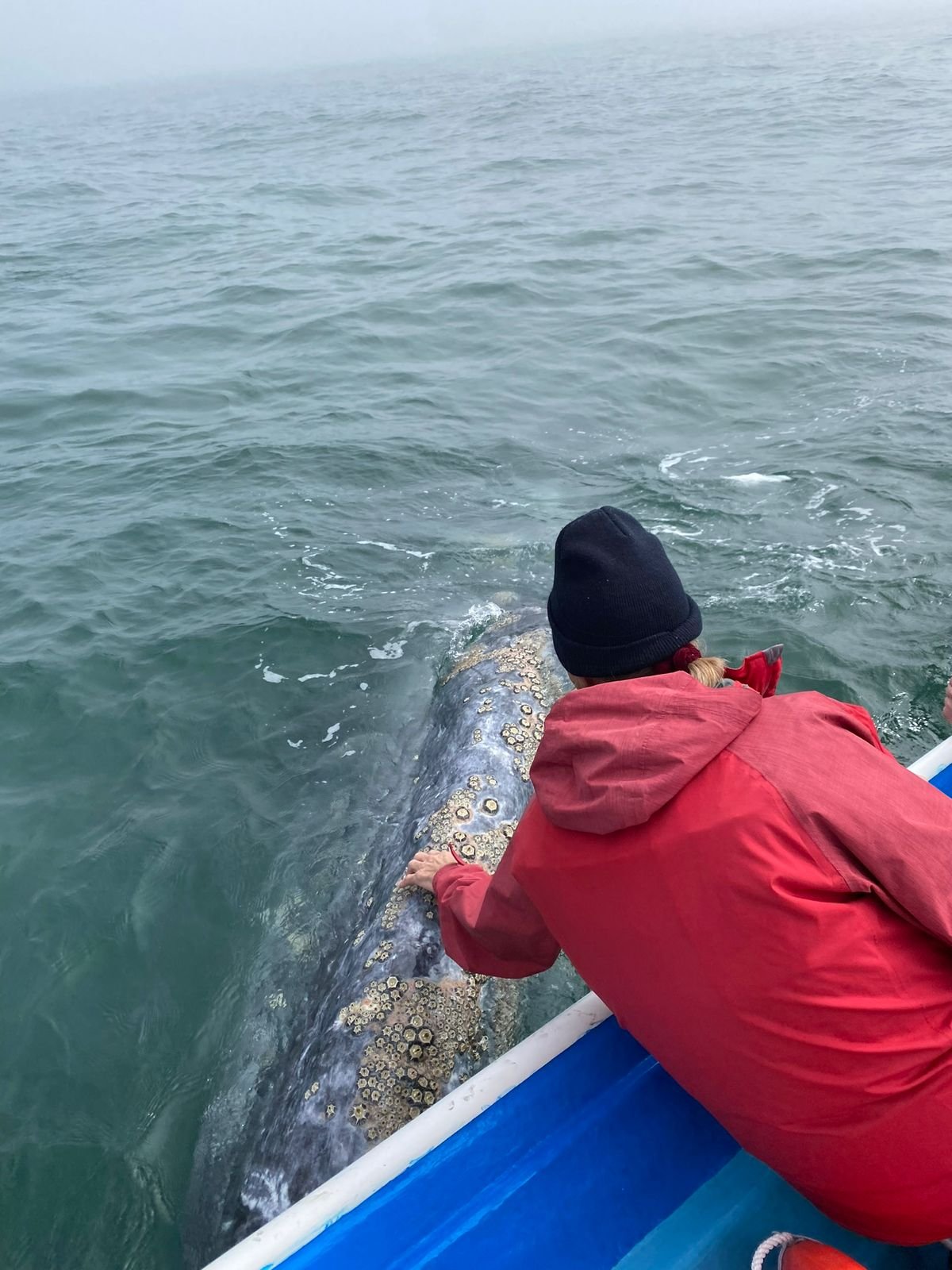 Nuestra amiga Liz, aprovechando la oportunidad y amabilidad que ofreció este hermoso ejemplar de ballena.