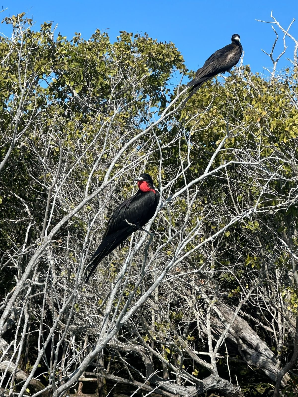 Aves migratorias llamadas Fregatas. Se encuentran en la zona de manglares, antes de llegar al área de las ballenas.